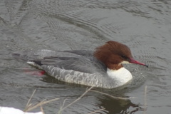 Mergus merganser