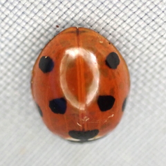Coccinella septempunctata