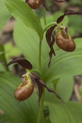 Cypripedium shanxiense