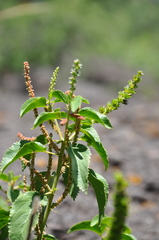 Acalypha communis
