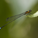 White-legged Damselflies - Photo (c) budak, some rights reserved (CC BY-NC), uploaded by budak
