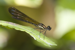 Heliocypha fenestrata