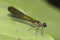 Heliocypha fenestrata