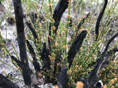 Allocasuarina mackliniana