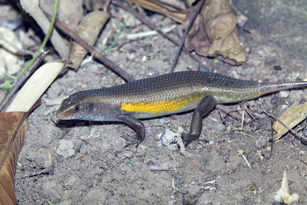 Many-Lined Sun Skink