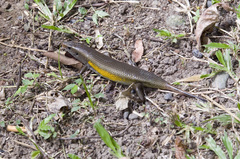Eutropis multifasciata