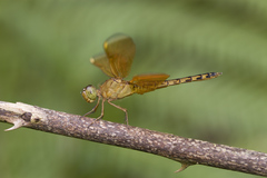 Neurothemis terminata