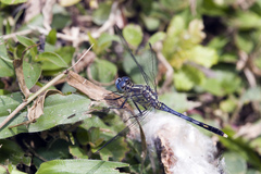 Diplacodes trivialis