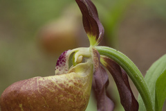 Cypripedium shanxiense