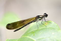 Heliocypha fenestrata