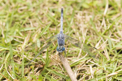 Diplacodes trivialis