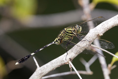 Orthetrum sabina