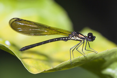 Heliocypha fenestrata