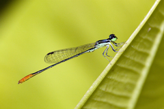 Agriocnemis femina