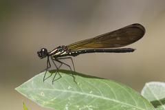 Heliocypha fenestrata
