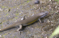 Eutropis multifasciata