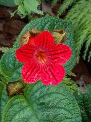 Kohleria inaequalis