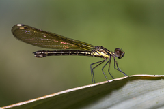 Heliocypha fenestrata