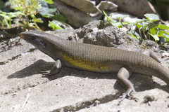 Eutropis multifasciata