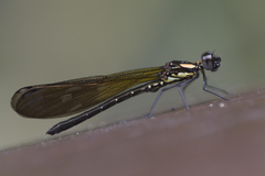 Heliocypha fenestrata