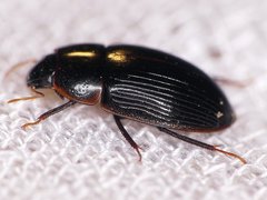 Cymbiodyta bifidus