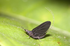 Ephemeroptera