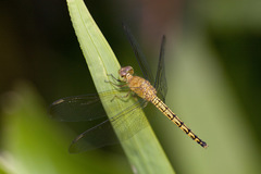 Neurothemis terminata