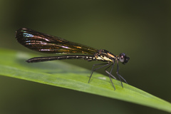 Heliocypha fenestrata