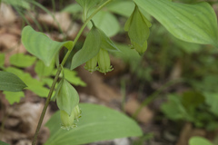 Polygonatum involucratum