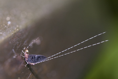 Ephemeroptera