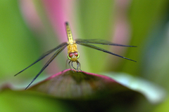 Neurothemis terminata