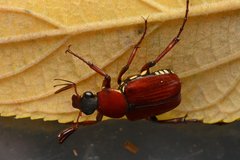 Paratrichius diversicolor