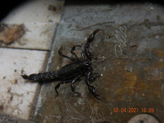 Bothriurus bonariensis