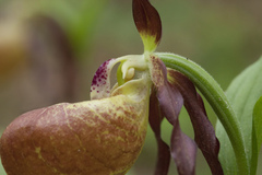 Cypripedium shanxiense