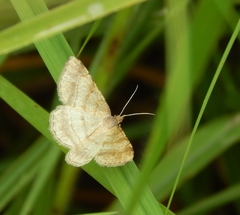 Chiasmia furcata