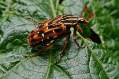 Euselates perraudieri taivanica