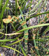 Allocasuarina mackliniana