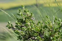 Atraphaxis replicata