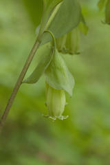 Polygonatum involucratum