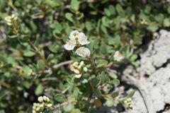 Atraphaxis replicata