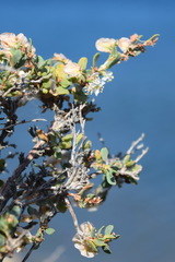 Atraphaxis replicata
