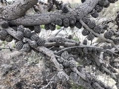 Allocasuarina mackliniana