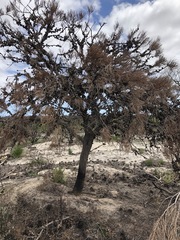 Allocasuarina mackliniana