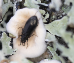 Rabocerus gabrieli