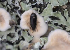 Rabocerus gabrieli