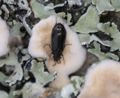 Rabocerus gabrieli