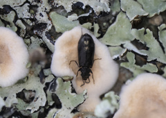 Rabocerus gabrieli