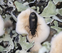 Rabocerus gabrieli