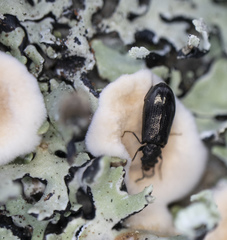 Rabocerus gabrieli
