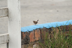 Troglodytes aedon chilensis